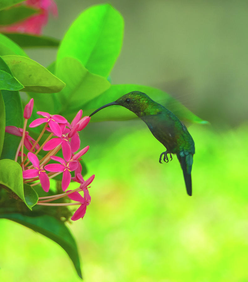 Hummer on St Croix Flowers Vertical Photograph by Jeff at JSJ Photography Hummer on St Croix Flowers Vertical Photograph by Jeff at JSJ Photography