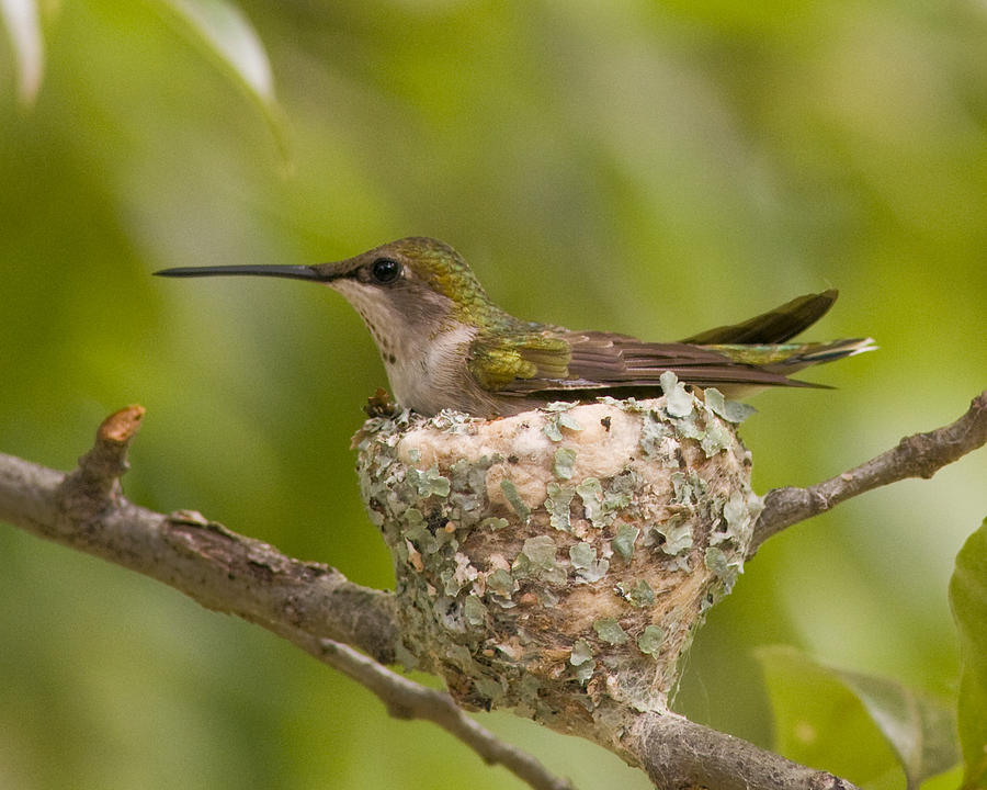 Hummer Profile on Nest Photograph by Don Wolf