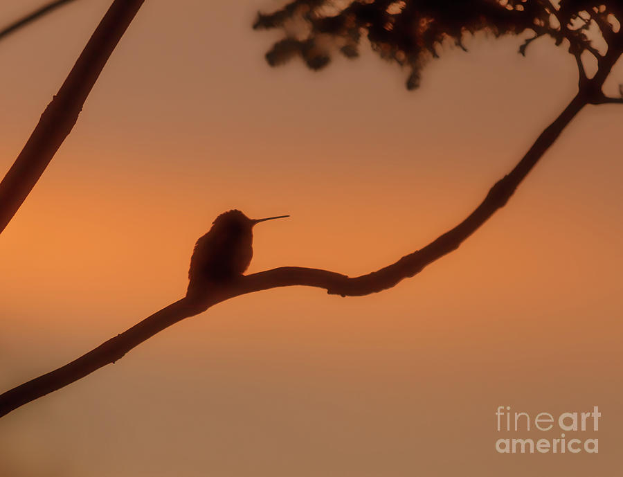 Hummer Silhouette Photograph by Robert Bales