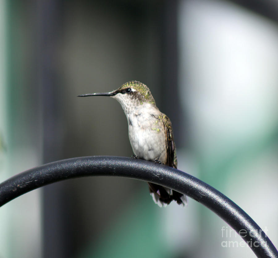 Sitting Photograph - Hummer Sitting on the Gate  by Cathy Beharriell