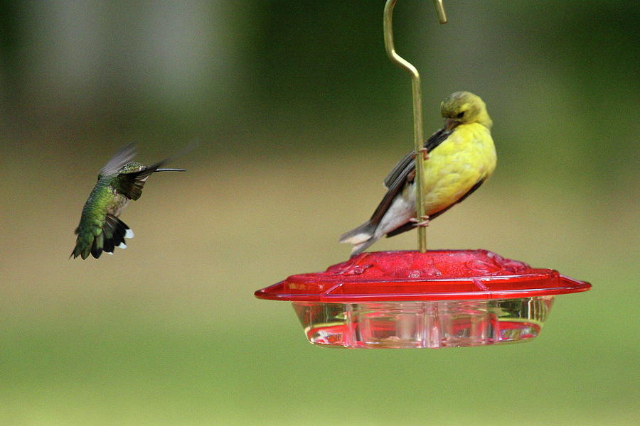 Hummer vs. Finch 1 Photograph by Lou Ford
