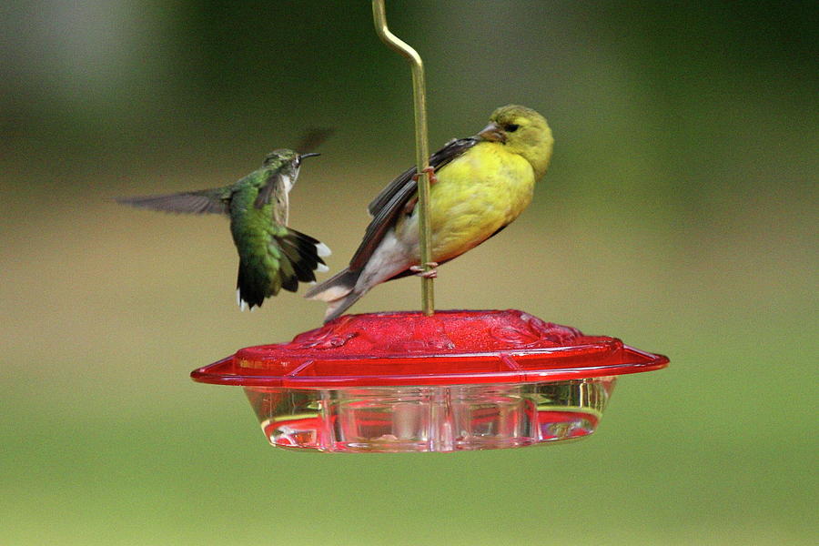 Hummer vs. Finch 2 Photograph by Lou Ford