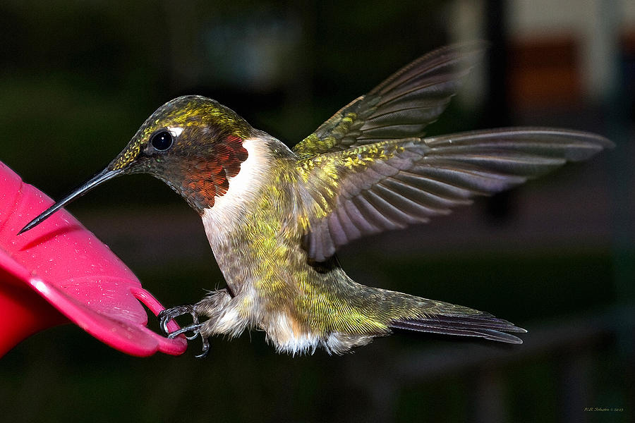 Hummer Photograph by WB Johnston