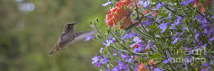 Hummer with Peach Geranium Photograph by Chuck Flewelling