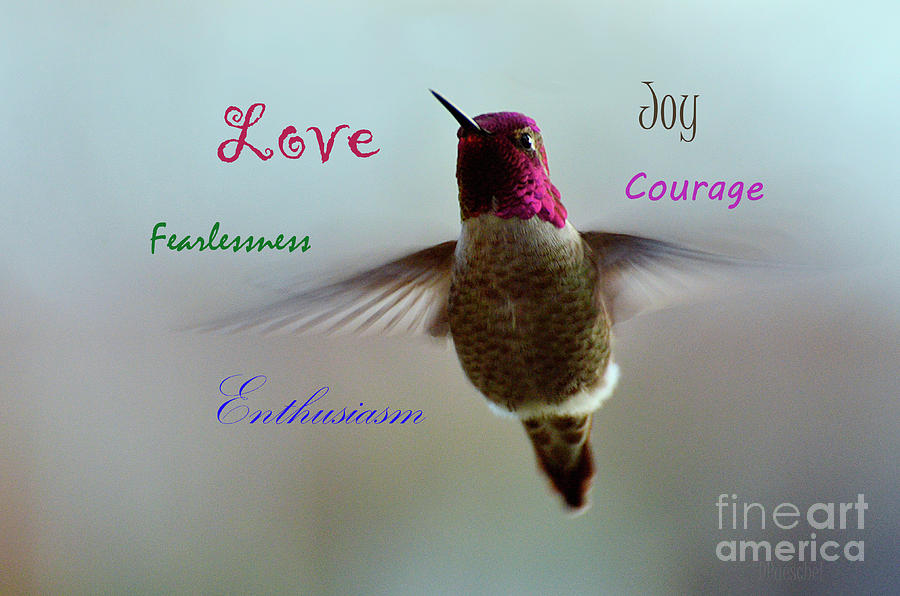Hummingbird Attributes Photograph by Debby Pueschel