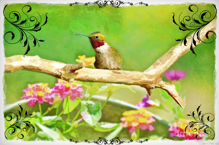 Humminbird Attitude - Digital Paint 3 Photograph by Debbie Portwood