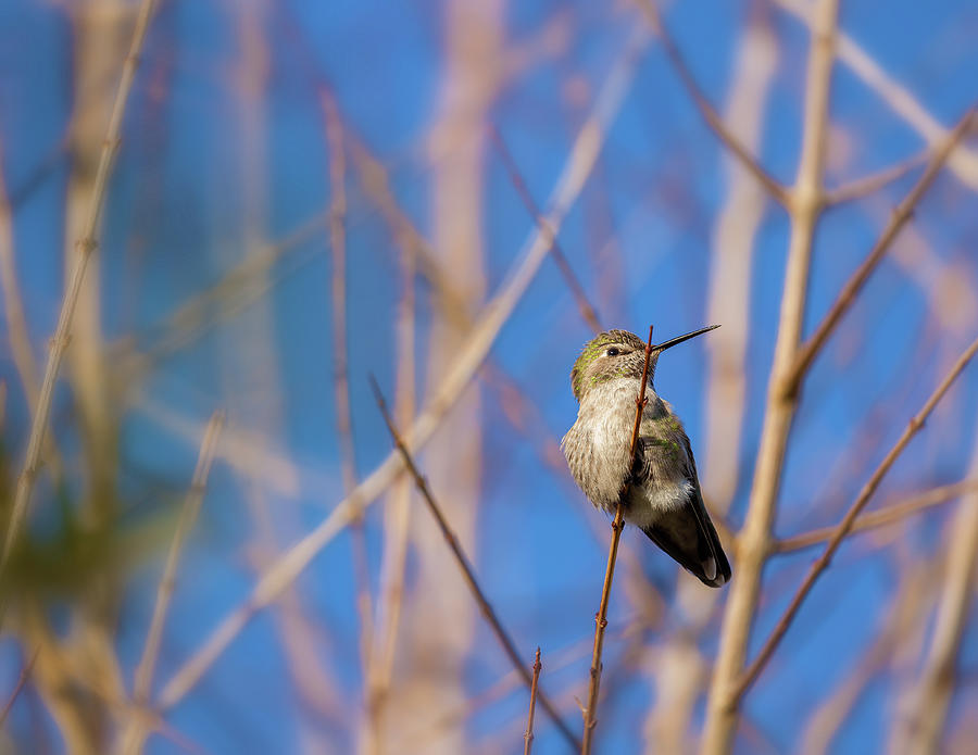 Humming Bird 2 Photograph by Jonathan Nguyen