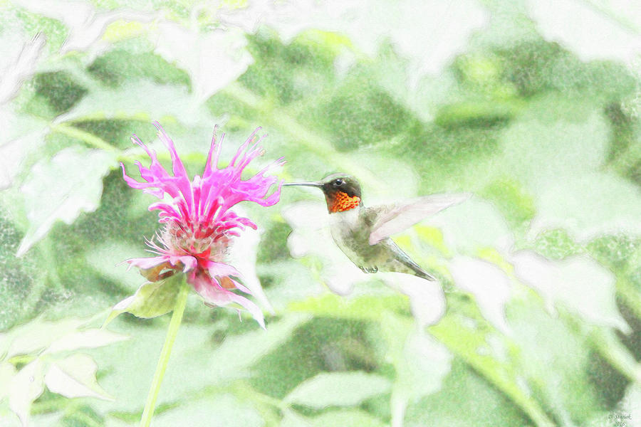 Humming Bird And Bee Balm Photograph