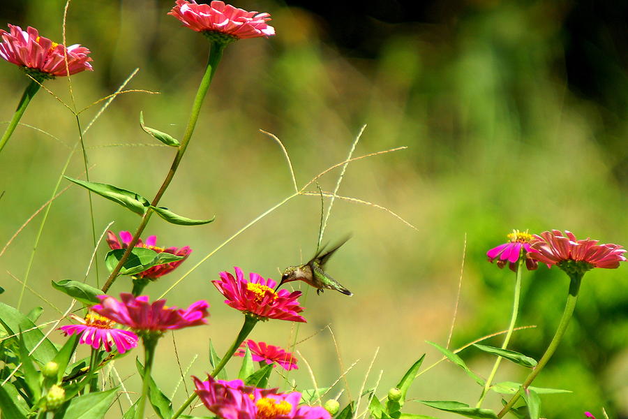 Hummingbird Photograph - Humming Bird and Flowers by Danny Jones