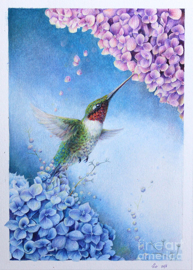 Humming Bird Drawing - Humming Bird And Hydrangeas by Kay Walker Humming Bird Drawing - Humming Bird And Hydrangeas by Kay Walker