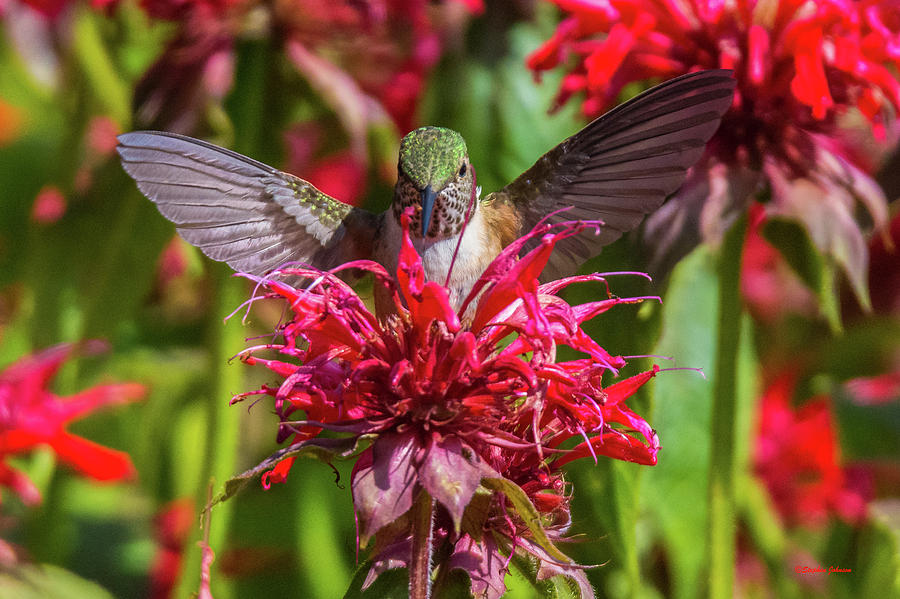 Hummingbird at Eagles Nest Photograph by Stephen Johnson