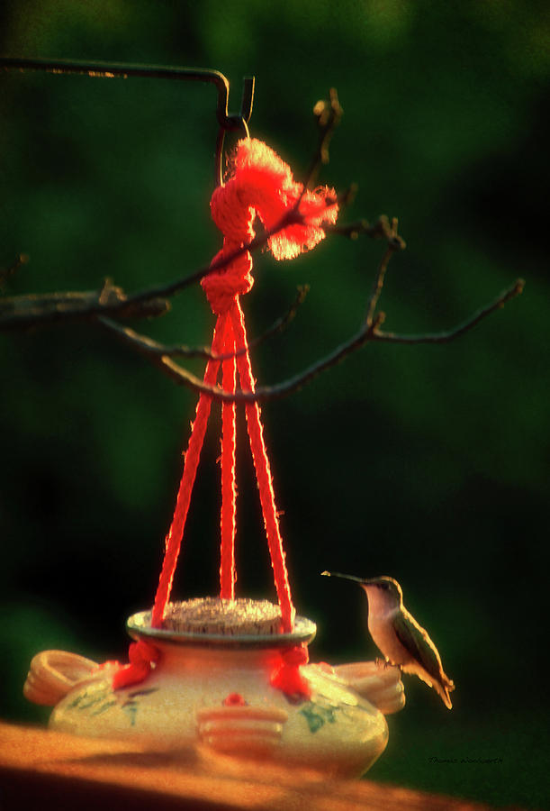 Humming Bird At Sunrise 03 Vertical Mixed Media by Thomas Woolworth