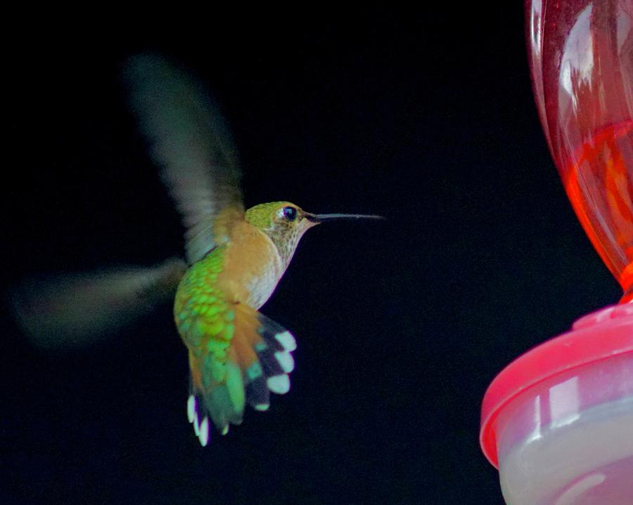 Humming Bird Photograph by Brent Bunch