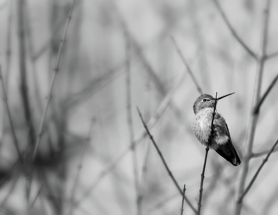 Humming Bird BW 2 Photograph by Jonathan Nguyen