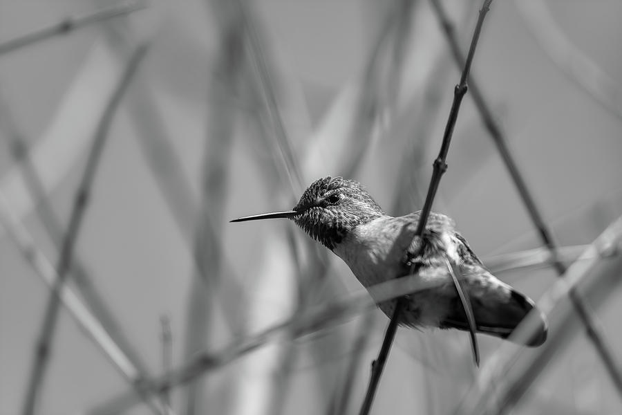 Humming Bird BW Photograph by Jonathan Nguyen