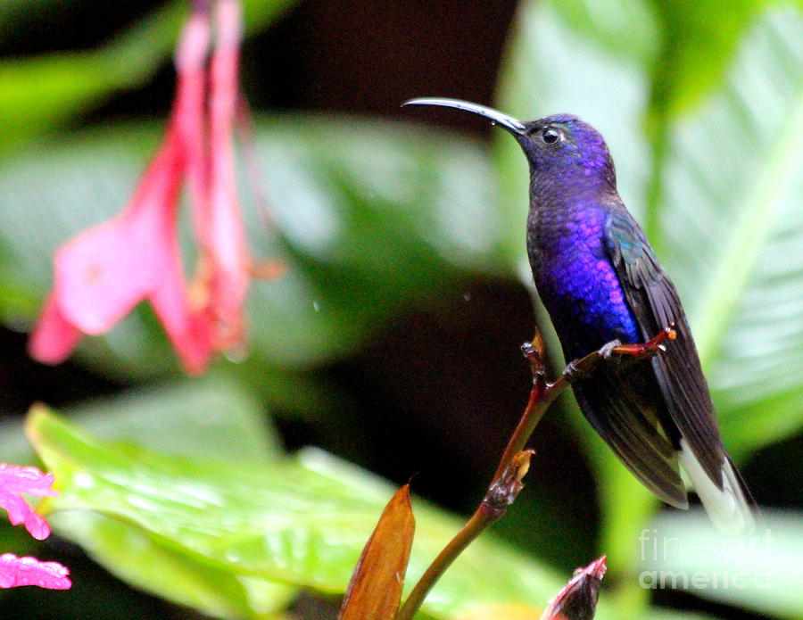Nature Photograph - Humming bird Costa Rica by Irina Hays