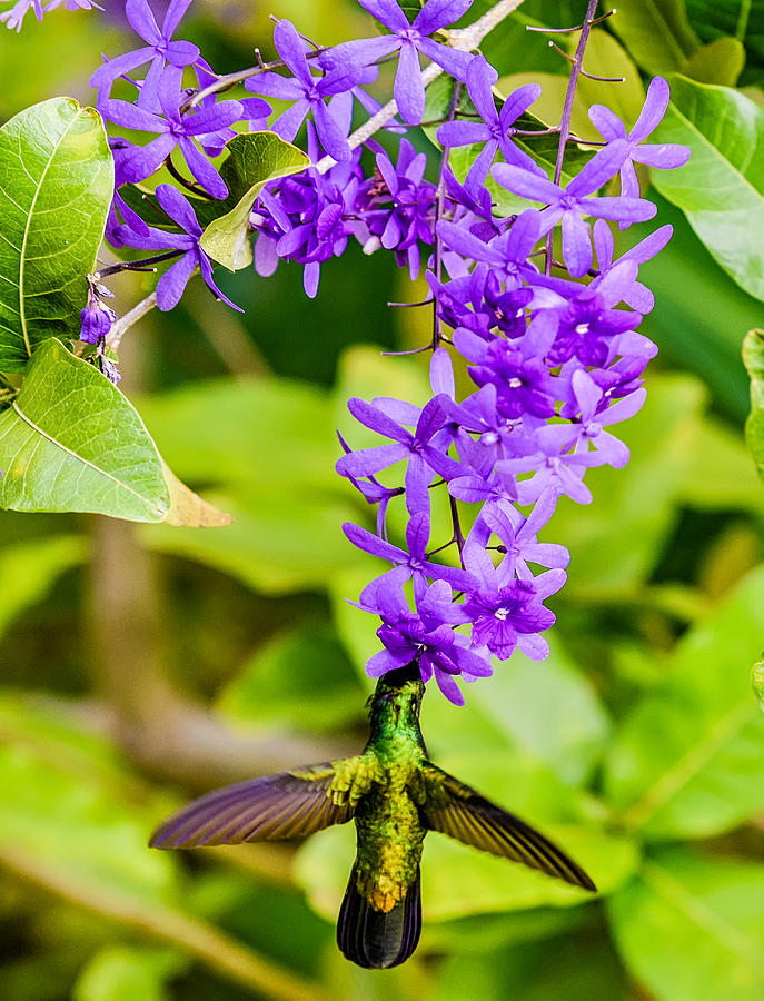 Humming Bird Flowers by Daniel Marcion Humming Bird Flowers by Daniel Marcion