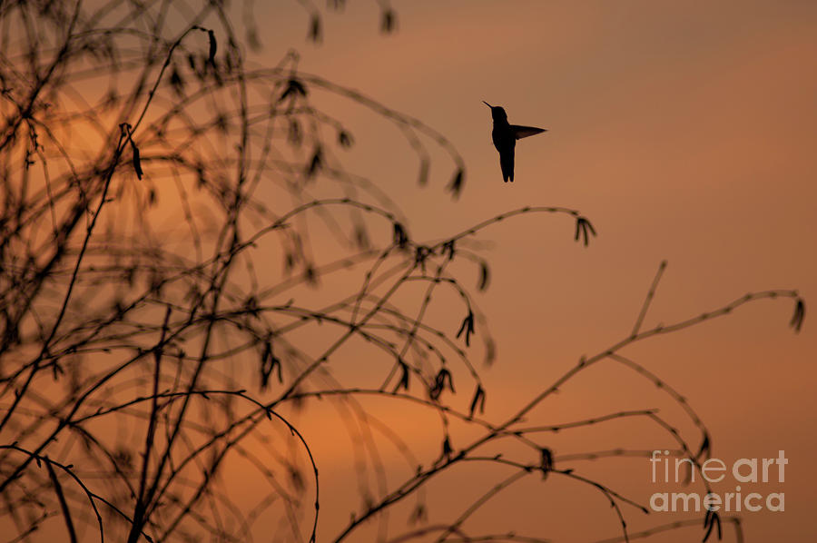 Humming Bird Flying Silhouetted Photograph by Jim Corwin