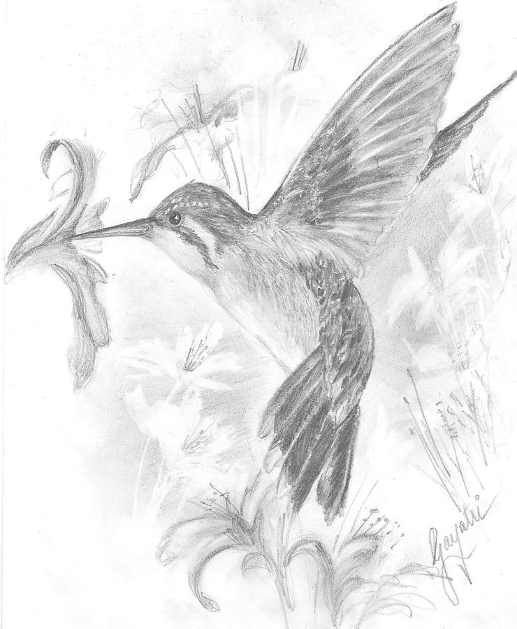 Humming Bird Drawing by Gayatri Ketharaman - Fine Art America