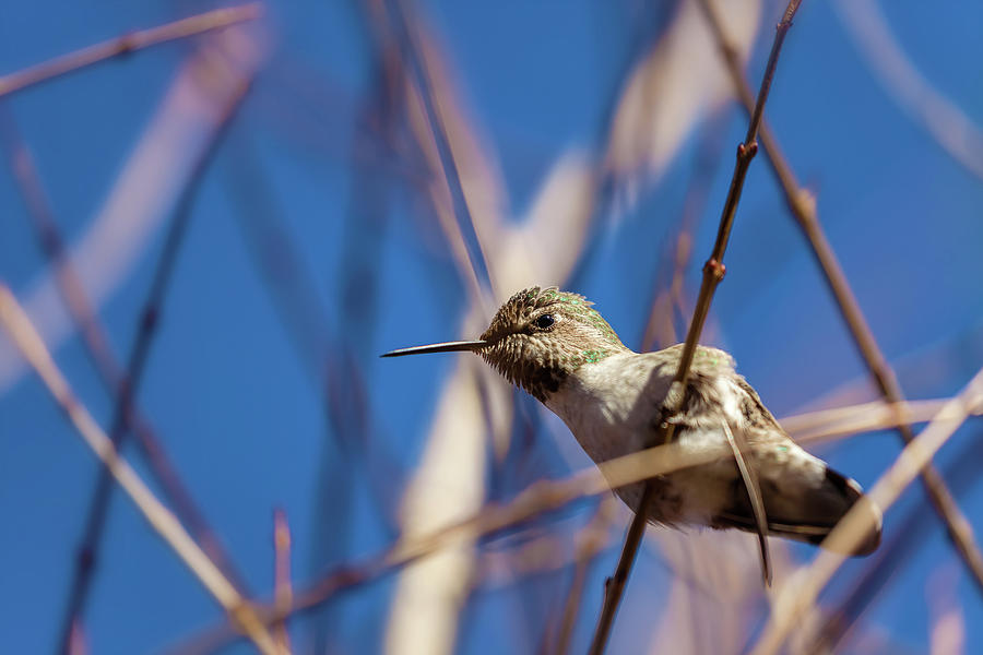 Humming Bird Photograph by Jonathan Nguyen