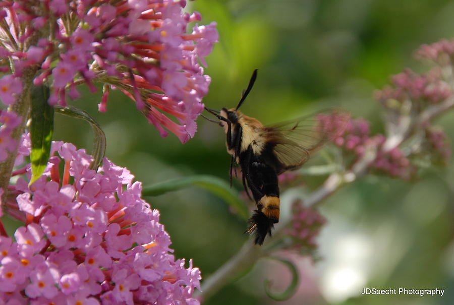 Humming Bird Moth Photograph by Jill Specht | Fine Art America