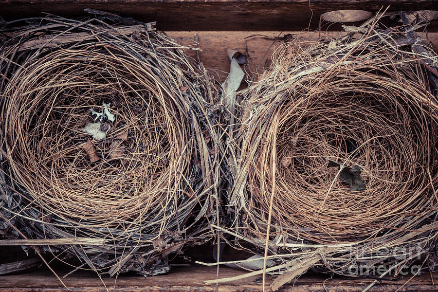 Humming Bird Nests Photograph by Edward Fielding