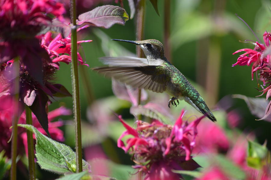 Humming Bird on Bee Balm too Photograph by Lena Hatch