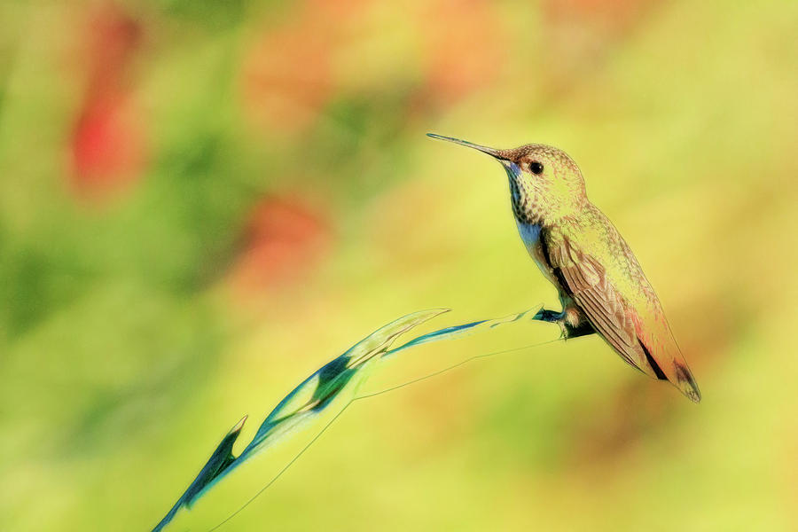 Humming Bird Paint Photograph by Steve McKinzie
