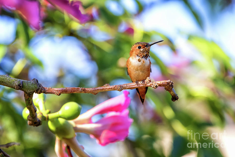 Humming bird pink flowers by Stephanie Hayes Humming bird pink flowers by Stephanie Hayes