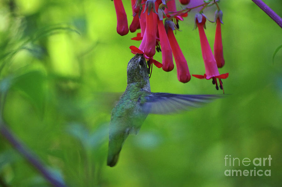 Humming Bird Photograph by Rick Bures