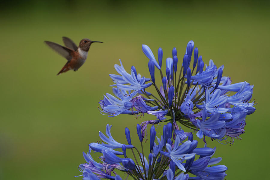 Hummingbird Photograph - Annas Hummingbird by Robert Braley