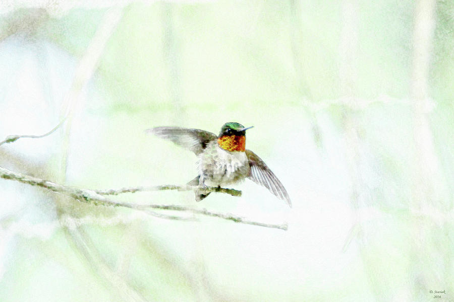 Humming Bird Takes Off Photograph by David Stasiak
