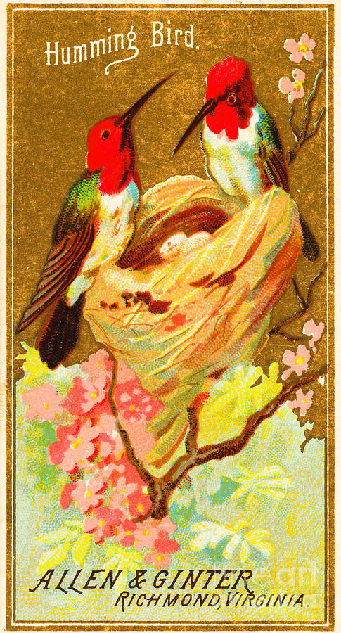 Humming Bird Victorian Tobacco Card by Allen and Ginter Painting by Peter Ogden