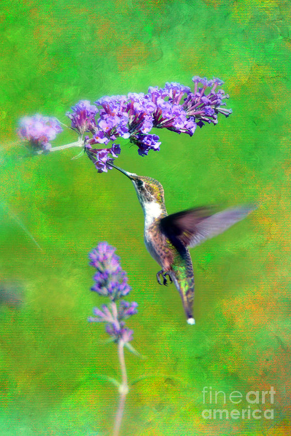 Humming Bird Visit Photograph by Lila Fisher-Wenzel