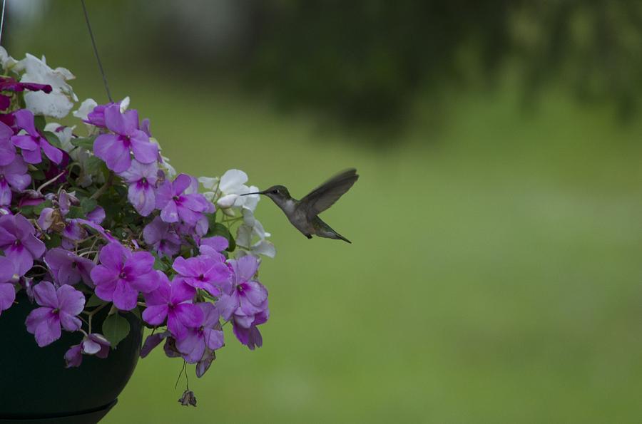 Hummingbird Visitor Photograph by Hella Buchheim