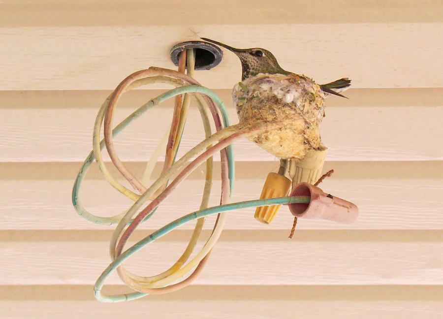 Humming Bird Wired Photograph by Carl Deaville