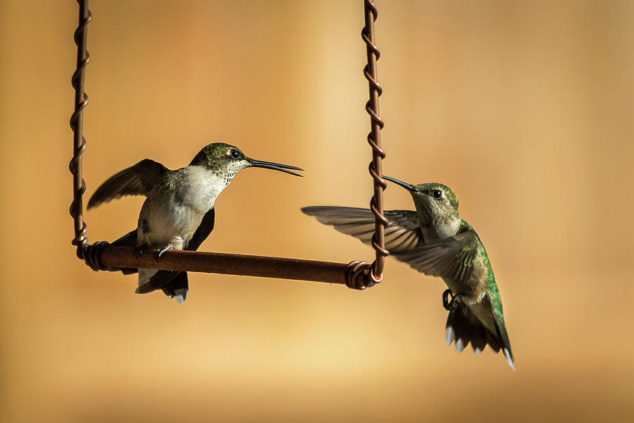 Humming Birds Photograph by Allin Sorenson
