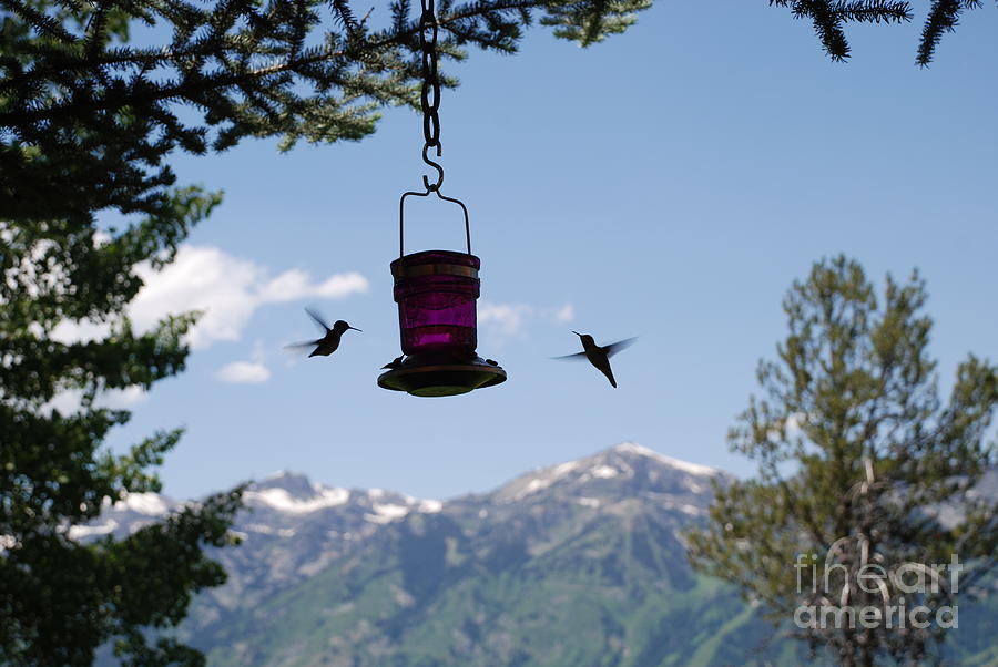 Humming Birds Photograph by Jim Goodman