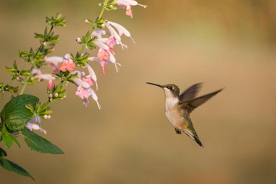 Happy Hummingbird Photograph by Penny Meyers