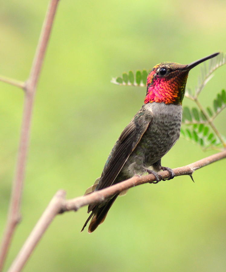 Humming singing in Spring Photograph by Meeli Sonn Fine Art America