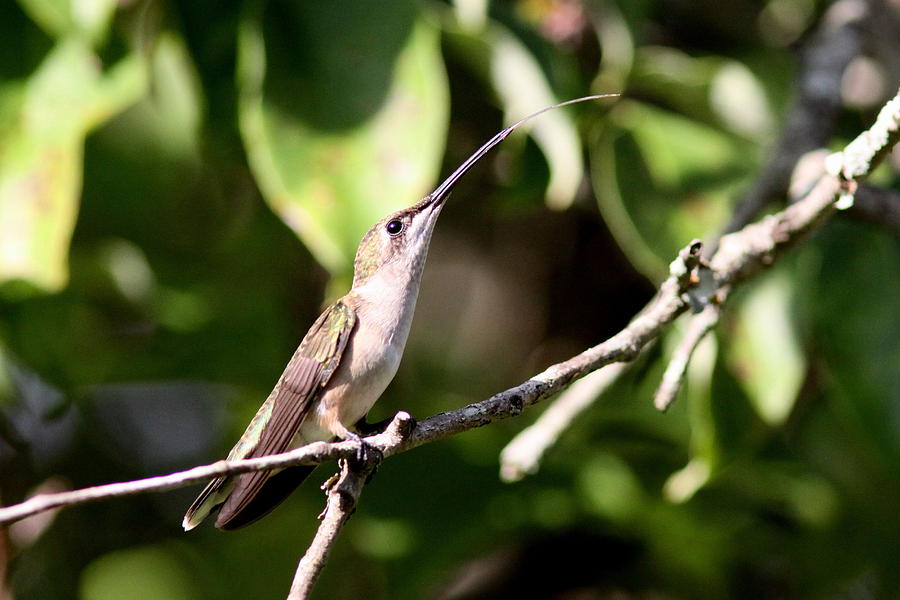Hummingbird - Ruby-throated Hummingbird - Testing the Air Photograph by Travis Truelove
