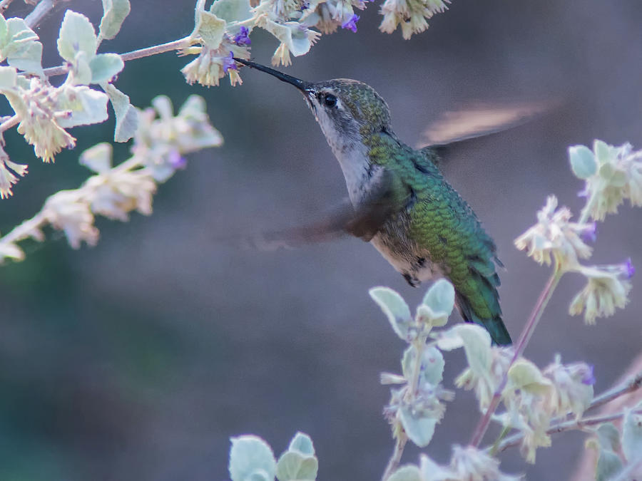 Hummingbird 0091 Photograph by Tam Ryan