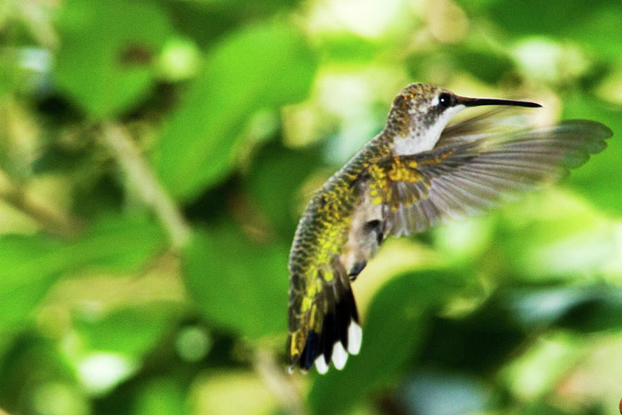 Hummingbird 02 - 9-13 Photograph by Barry Jones