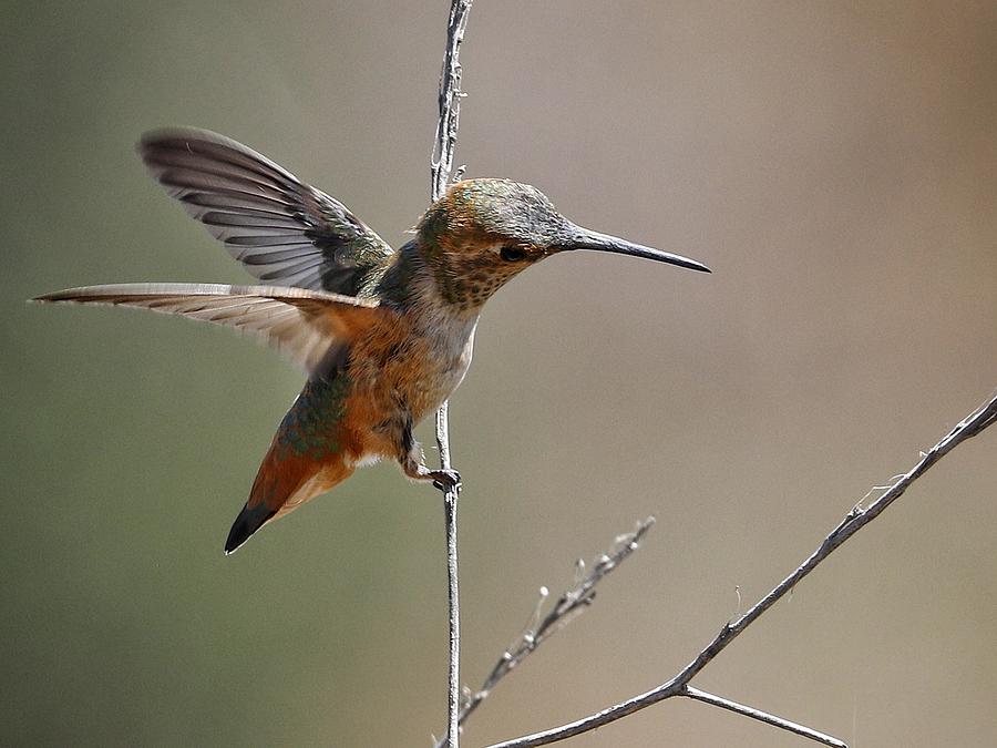 Hummingbird 02 Photograph by Ross Kestin