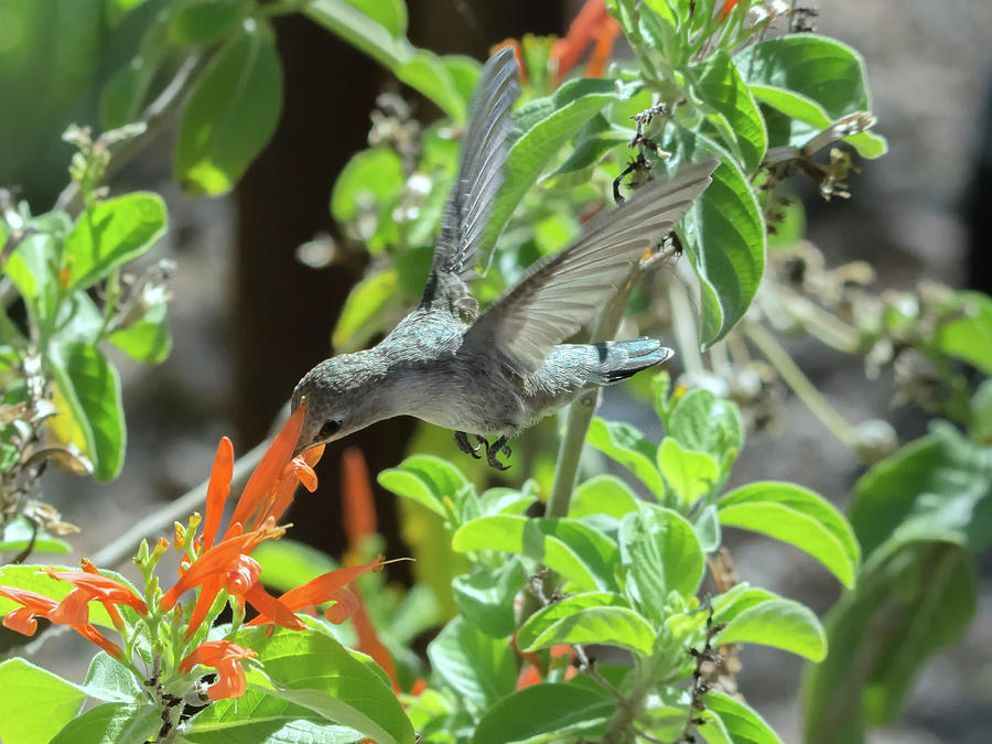 Hummingbird 0446 Photograph by Tam Ryan