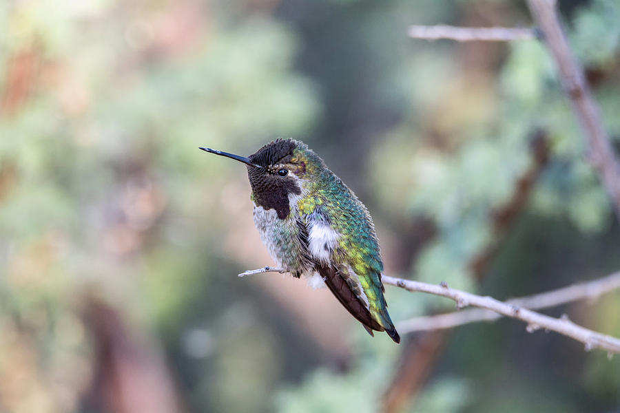 Hummingbird 0463-120717-1 Photograph by Tam Ryan