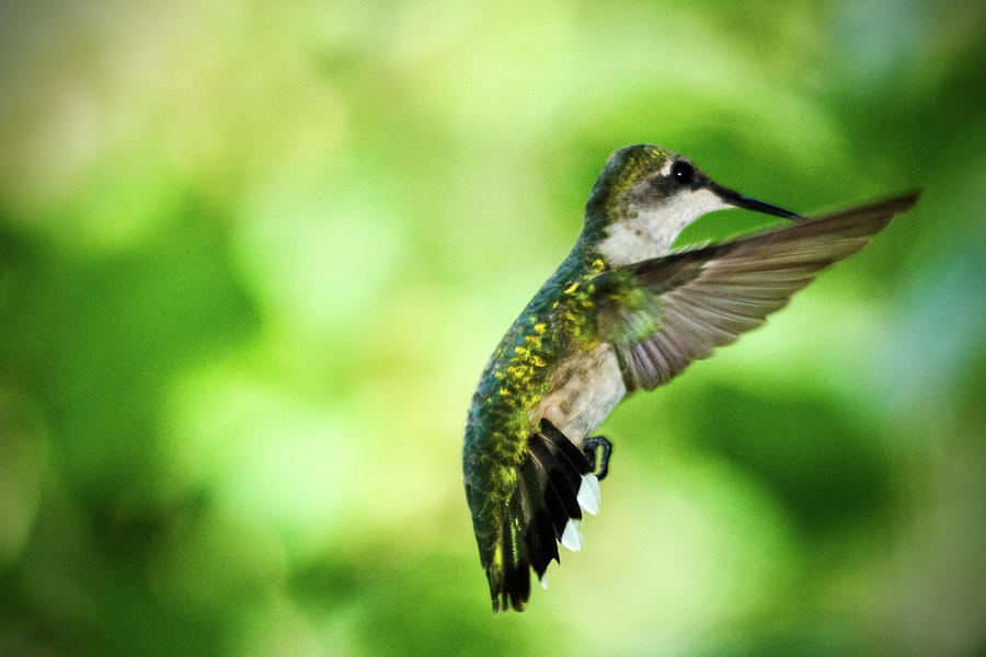 Hummingbird 05 - 9-13 Photograph by Barry Jones