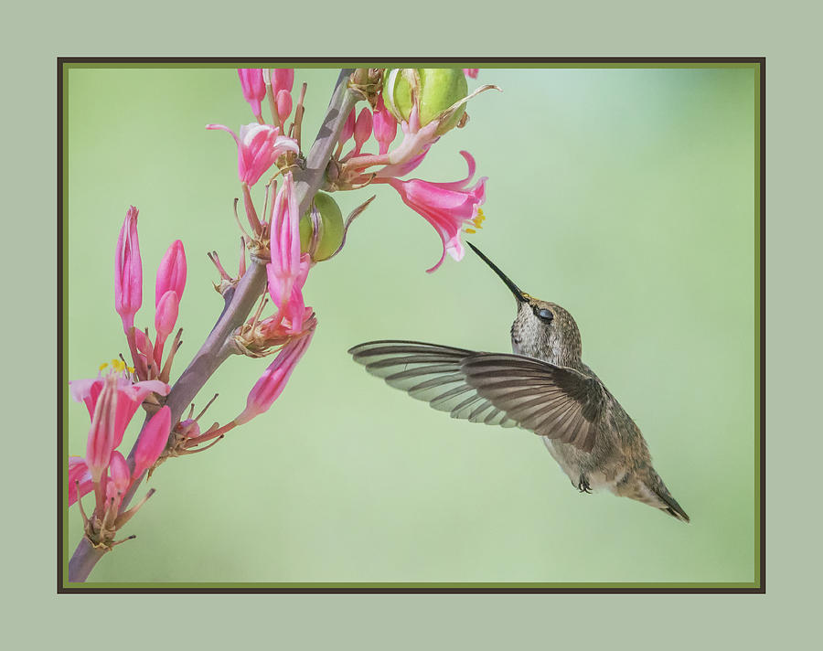 Hummingbird 0553-051318-1cr-matte Photograph by Tam Ryan