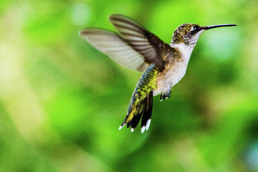 Hummingbird 09 - 9-13 Photograph by Barry Jones