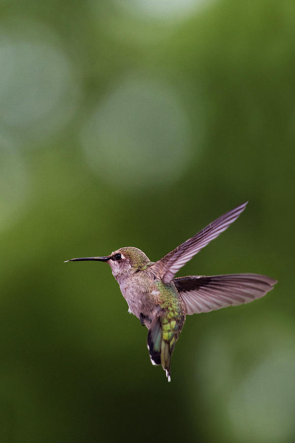Hummingbird #1 Photograph by David Lunde